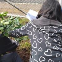 árbol “Guayabita de Perú” plantado al frente del centro educativo