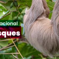 21 de marzo, Día Internacional de los Bosques.