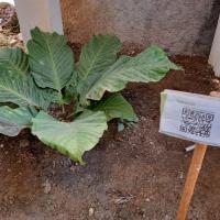 Plantas con códigos QR que detallan cada especie