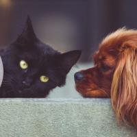 perro y gato acostados.