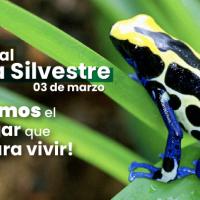 Una rana posa sobre una hoja verde un helecho en un hábitat natural.