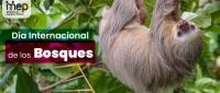 21 de marzo, Día Internacional de los Bosques.