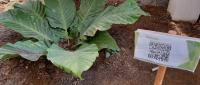 Plantas con códigos QR que detallan cada especie