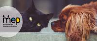 perro y gato acostados.