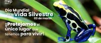 Una rana posa sobre una hoja verde un helecho en un hábitat natural.