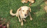 foto de perros