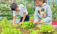 niños con plantas de lechuga