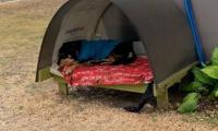 La casa de Danger, bueno también duerme en todo el terreno