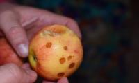 manzana podrida