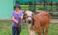 Actualmente la institución tiene tres vacas donadoras de óvulos las razas: Brahman, Guzerat y Gyr