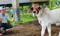 CTP Puerto Viejo de Sarapiquí cuenta con primer laboratorio de embriones para ganado