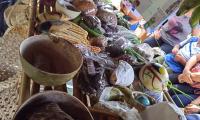 En el marco de la conmemoración del Día de la Persona Aborigen Costarricense, se realiza el Festival Cultural Indígena 2024 en el territorio de Ujarrás, de la Dirección Regional de Grande de Térraba.