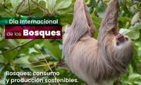 21 de marzo, Día Internacional de los Bosques.