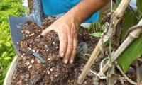 Las manos de un docente preparan la tierra que se utilizará para la siembra 
