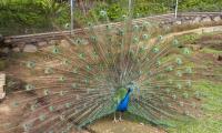 Este hermoso pavo real engalana al centro educativo de La Joya en Desamparados