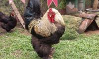 La escuela cuenta con una variedad amplia de animales como este gallito 