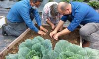 Tres docentes se encargan de preparar la tierra para la siembra de repollos 