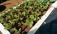 estas hortalizas es parte de lo que se puede obtener en la huerta de la escuela 