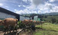 Vacas bajo el cuido y para aprendizaje de aprendizaje de estudiantes 