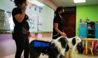 Presentan a los perros en la clase: nombres, edades y gustos.