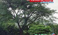 Árbol de Guanacaste acompañado de un texto.