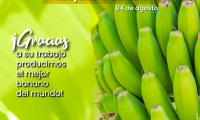 Se ilustra un racimo de bananos colgados