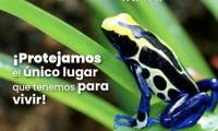 Una rana posa sobre una hoja verde un helecho en un hábitat natural.