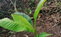 Imagen muestra planta verde