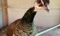 Pavo Real