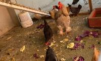 Grupo de gallinas.